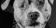 Ragnar a rejoint le concours — aidez-le/la à gagner de superbes lots ! dog, pitbull, pet, portrait, black_and_white, collar, chain, happy, tongue_out, ears, person, hand, animal, closeup, domestic_animal, mammal, friendly, companion, cute, studio