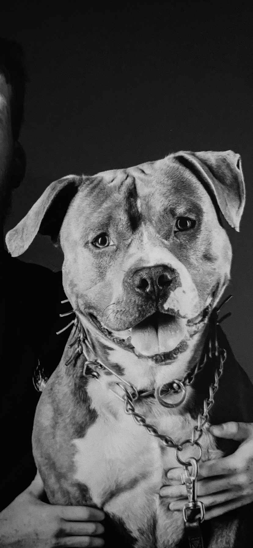 Ragnar a rejoint le concours — aidez-le/la à gagner de superbes lots ! dog, pitbull, pet, portrait, black_and_white, collar, chain, happy, tongue_out, ears, person, hand, animal, closeup, domestic_animal, mammal, friendly, companion, cute, studio