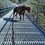 Ragnar participe au concours pour gagner de l'argent avec cette photo : dog, harness, leash, suspension_bridge, metal_bridge, people, walking, trees, forest, mountains, outdoor, daylight, nature, greenery, adventure, travel, pets, animal, landscape, bridge