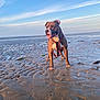 Ragnar participe au concours pour gagner de l'argent avec cette photo : dog, beach, sand, water, sky, clouds, harness, animal, pet, outdoor, sunlight, nature, canine, tongue_out, standing, calm, scenic, daytime, playful, happy