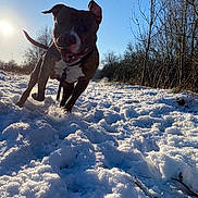 Ragnar participe au concours pour gagner de l'argent avec cette photo : dog, snow, outdoor, sunlight, winter, running, animal, nature, trees, daylight, pet, playful, happy, cold, field, canine, fur, landscape, sky, leash