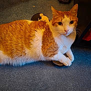 Marley a rejoint le concours — aidez-le/la à gagner de superbes lots ! cat, orange_cat, white_cat, indoor, carpet, curious, pet, feline, animal, fur, claws, clutching, slippers, floor, resting, cute, domestic, whiskers, ears, eyes
