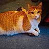 cat, orange_cat, white_cat, indoor, carpet, curious, pet, feline, animal, fur, claws, clutching, slippers, floor, resting, cute, domestic, whiskers, ears, eyes