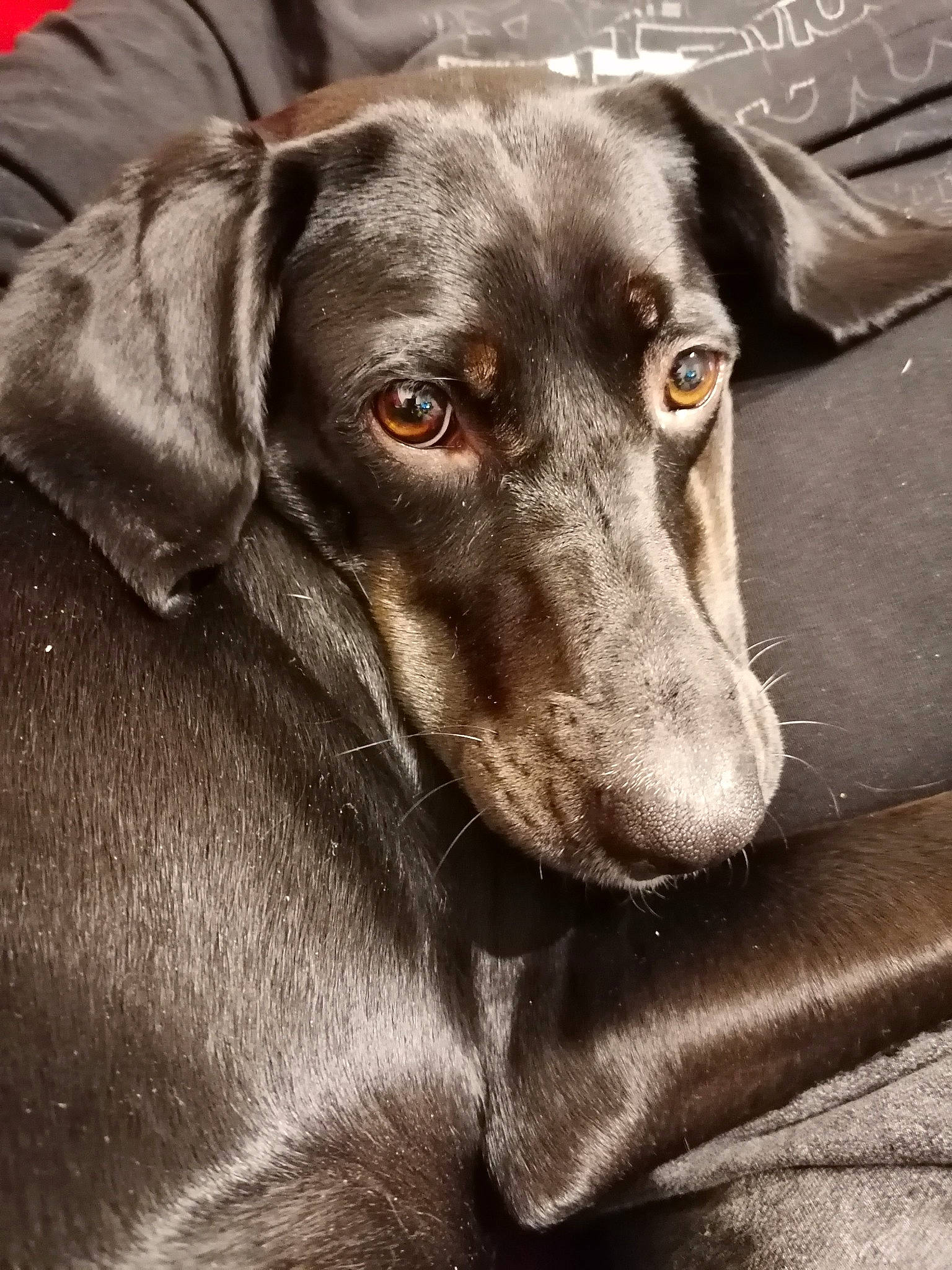 Luna participe au concours pour gagner de l'argent avec cette photo : beagador, blue_lacy, canidae, carnivore, dachshund, dog, dog_breed, ear, hunting_dog, labrador_retriever, liver, mammal, mountain_cur, pointing_breed, rare_breed_dog, snout, sporting_group, vertebrate, weimaraner, whiskers