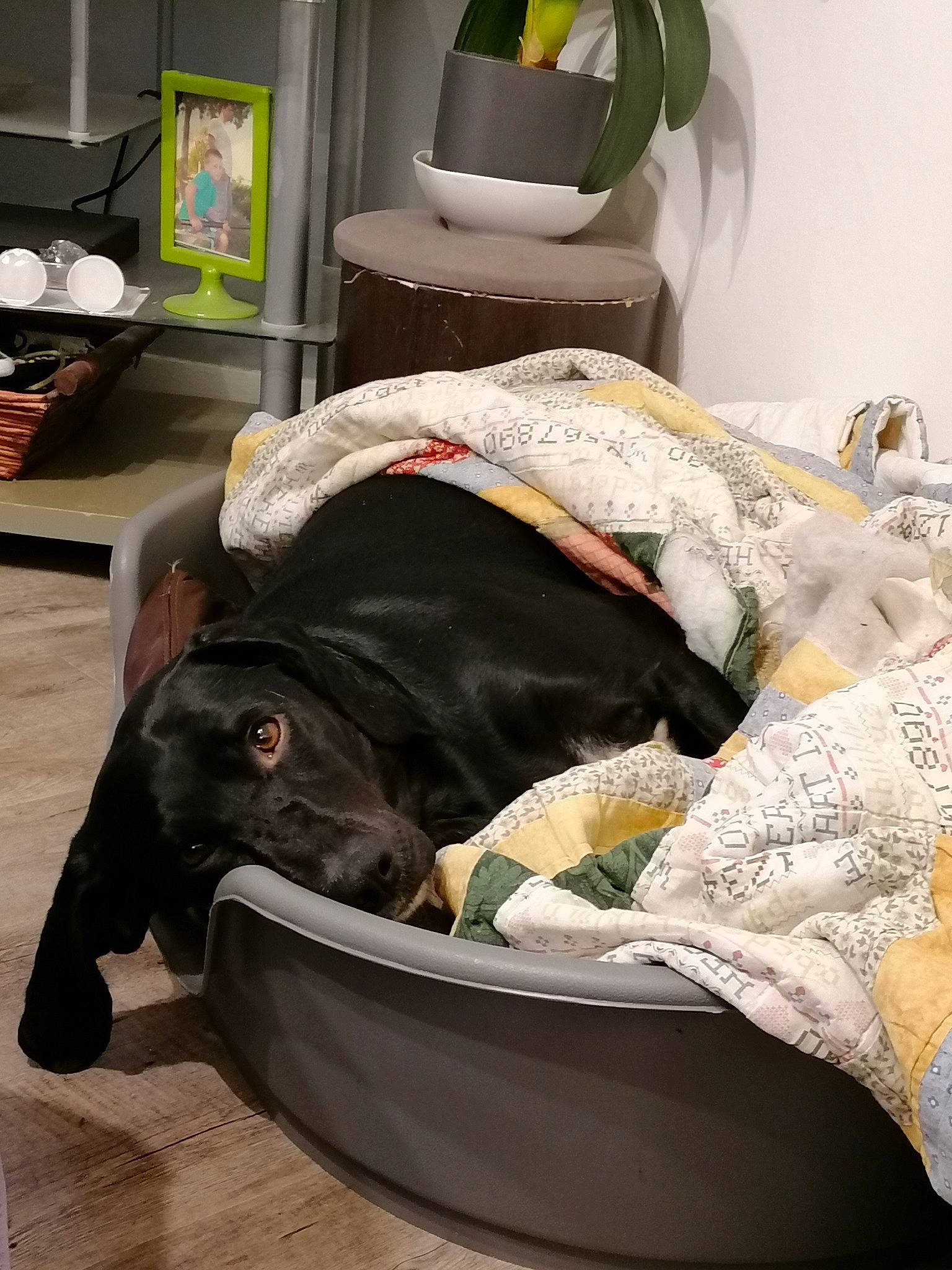 Luna a rejoint le concours — aidez-le/la à gagner de superbes lots ! bedding, canidae, carnivore, comfort, companion_dog, furniture, linens, nap, sporting_group