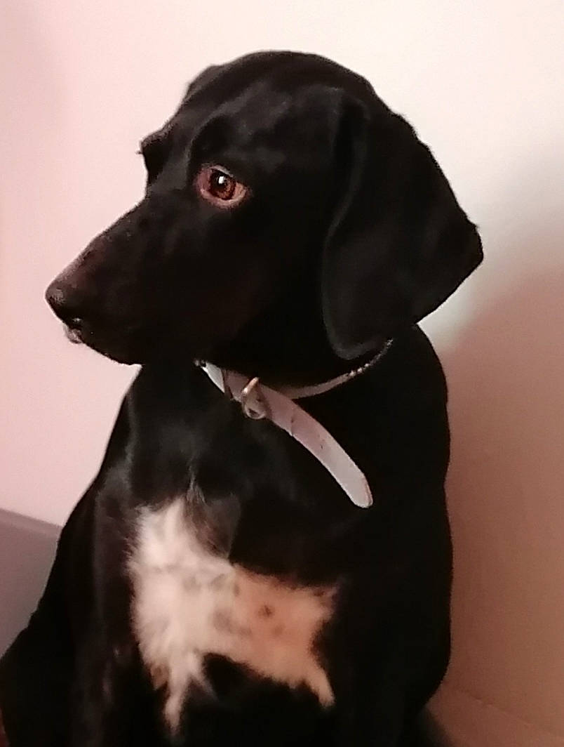 Luna a rejoint le concours — aidez-le/la à gagner de superbes lots ! beagador, borador, canidae, carnivore, companion_dog, dog, dog_breed, dog_collar, flat_coated_retriever, fur, hunting_dog, labrador_retriever, mammal, pointing_breed, puppy, rare_breed_dog, retriever, snout, sporting_group, vertebrate