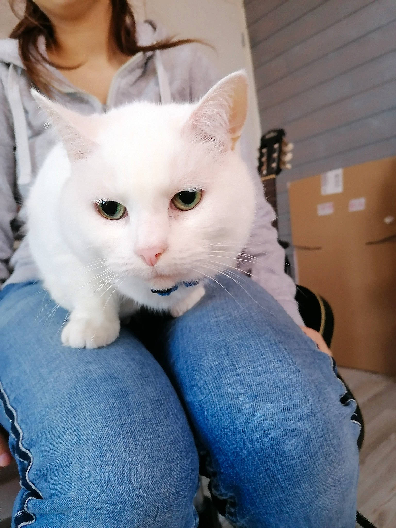 Moumoune participe au concours pour gagner de l'argent avec cette photo : carnivore, cat, comfort, denim, domestic_short_haired_cat, felidae, foot, fur, khao_manee, organ, sitting, skin, small_to_medium_sized_cats, turkish_angora, whiskers