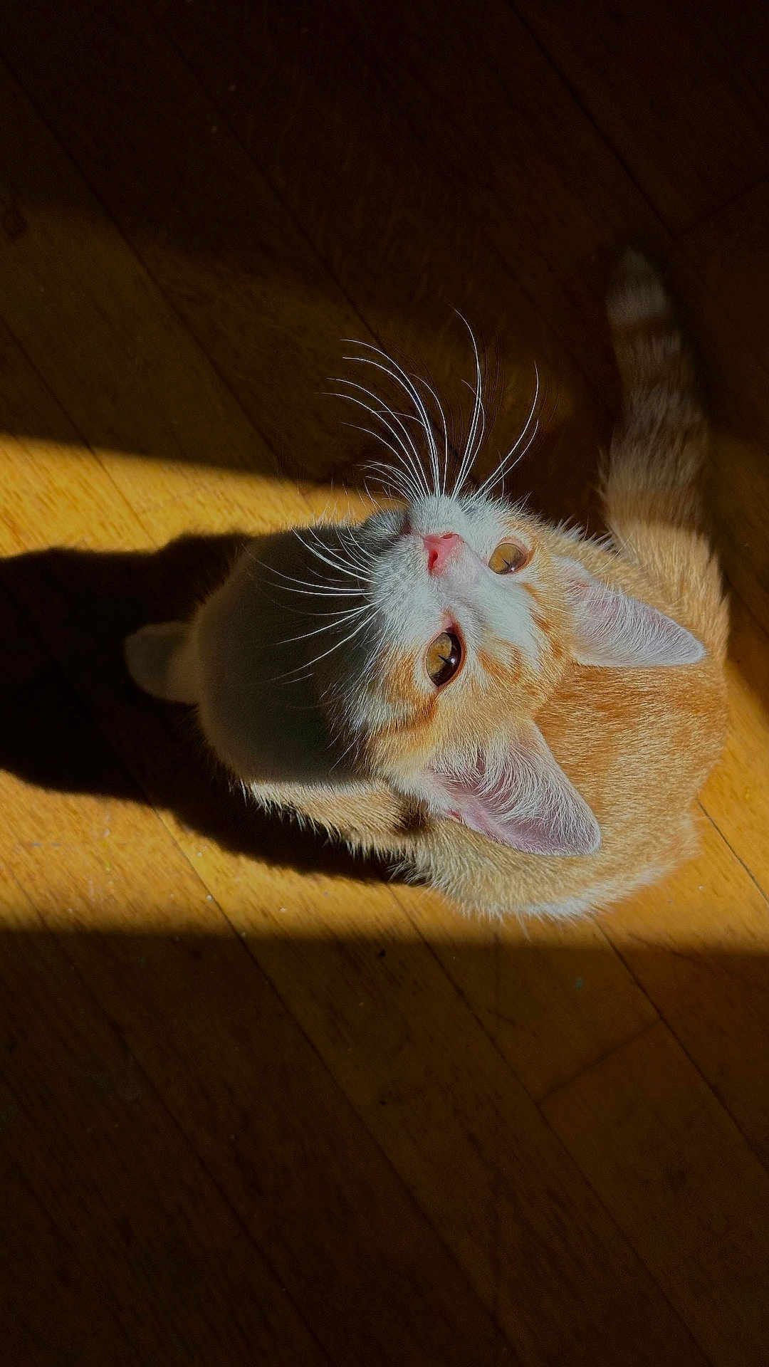Yuna participe au concours pour gagner de l'argent avec cette photo : cat, orange_cat, white_cat, whiskers, wooden_floor, sunlight, shadow, pet, animal, curious, indoor, feline, looking_up, ears, tail, cute, domestic_cat, young_cat, fur, light