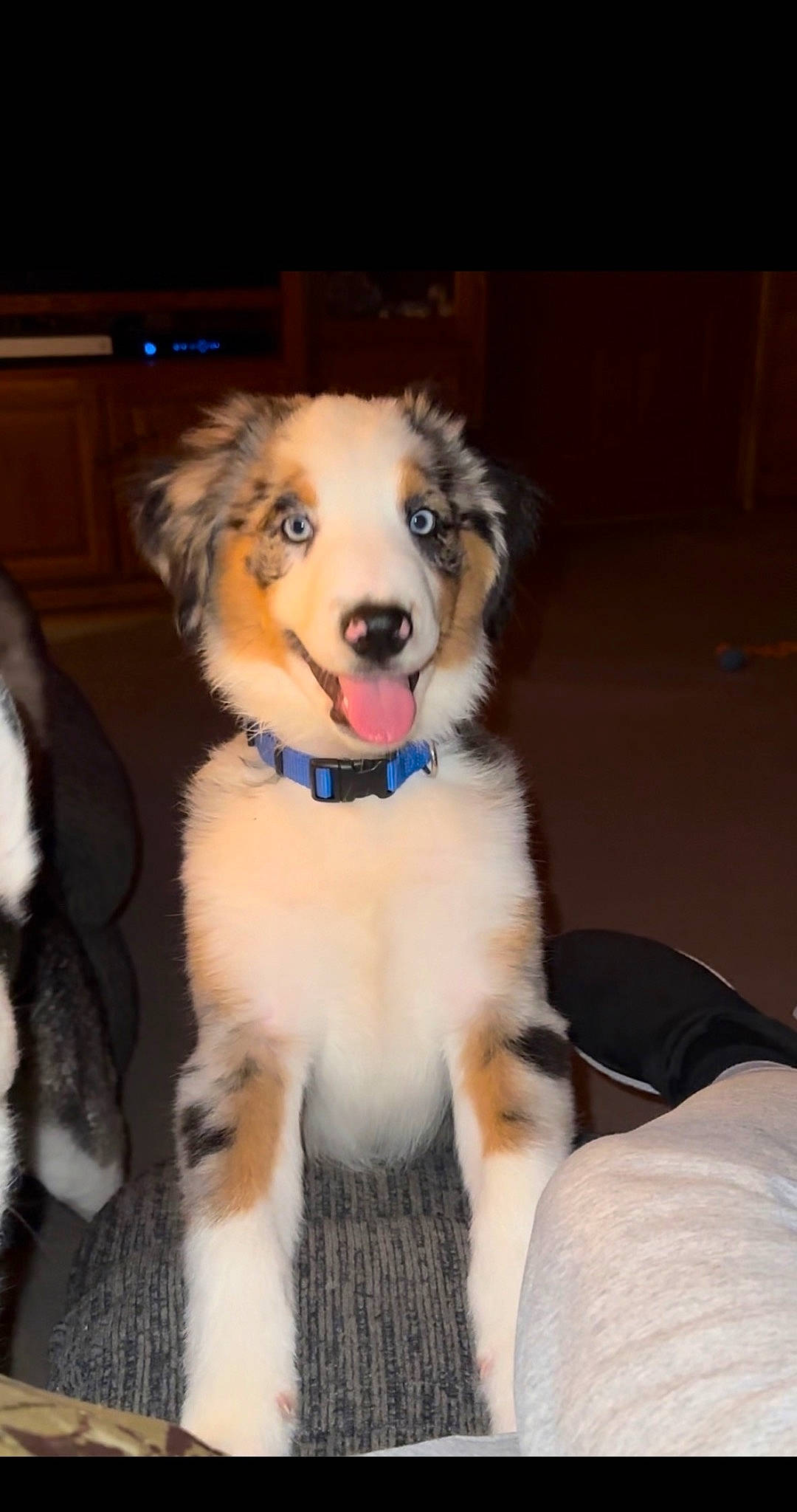 Atlas is registered to the contest to win money with this photo: canidae, carnivore, collar, companion_dog, dog, dog_breed, dog_collar, fawn, fur, herding_dog, moscow_watchdog, pet_supply, plant, smile, snout, sporting_group, toy_dog, whiskers, working_animal, working_dog