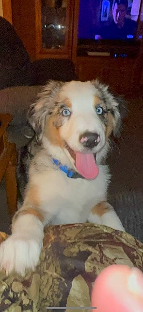 Atlas is registered to the contest to win money with this photo: canidae, carnivore, companion_dog, dog, dog_breed, fawn, fur, paw, snout, sporting_group, whiskers, working_dog