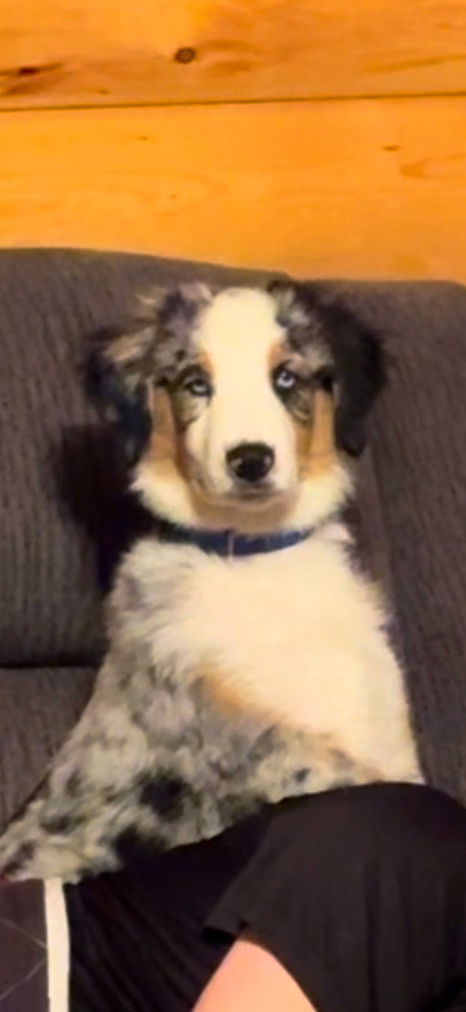 Atlas is registered to the contest to win money with this photo: canidae, carnivore, companion_dog, dog, dog_breed, fur, hardwood, herding_dog, sporting_group, wood, working_animal, working_dog