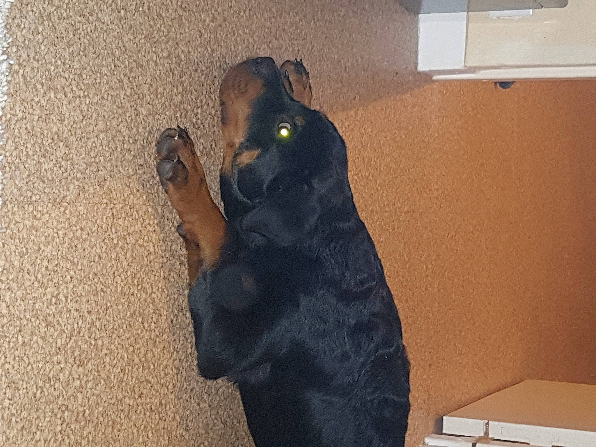 Rohff a rejoint le concours — aidez-le/la à gagner de superbes lots ! canidae, carnivore, comfort, companion_dog, dog, dog_breed, fawn, floor, flooring, fur, guard_dog, hardwood, liver, paw, snout, sporting_group, tail, whiskers, wood, working_animal