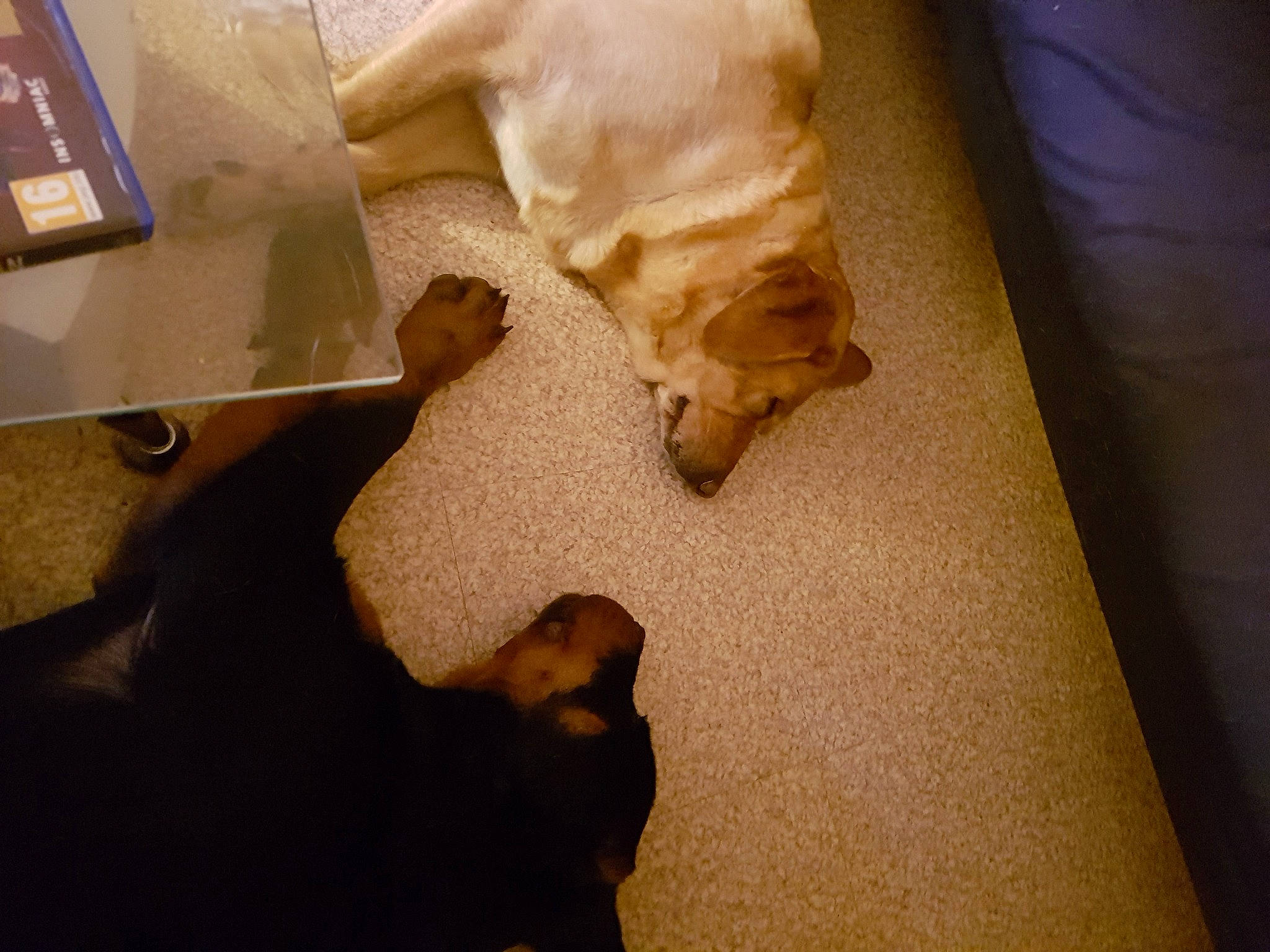 Rohff participe au concours pour gagner de l'argent avec cette photo : brown, carnivore, comfort, companion_dog, dog, dog_breed, fawn, felidae, floor, flooring, fur, hardwood, linens, paw, room, small_to_medium_sized_cats, tail, whiskers, wood, working_animal