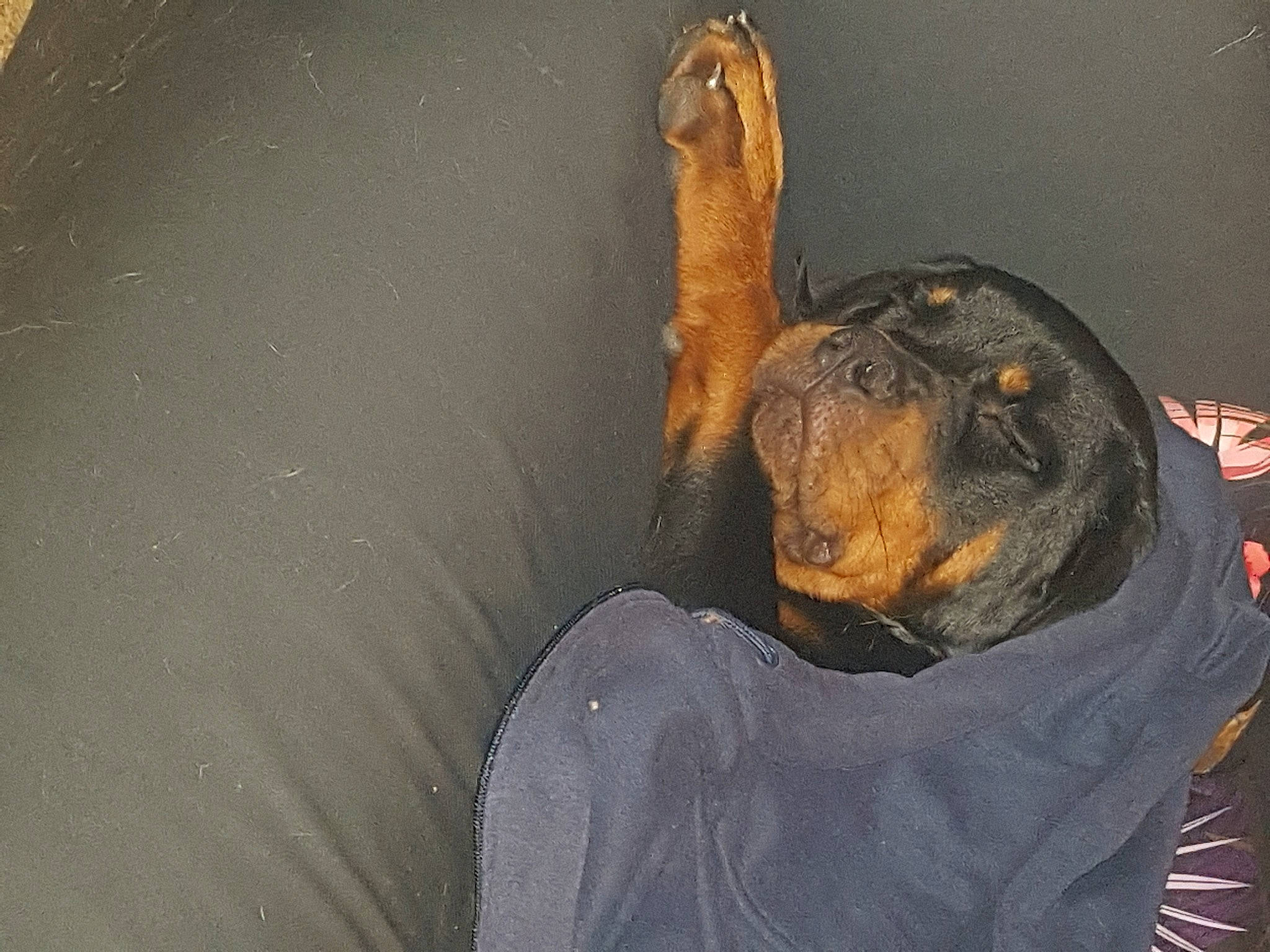 Rohff participe au concours pour gagner de l'argent avec cette photo : art, bat, carnivore, claw, comfort, companion_dog, dog, dog_breed, fawn, felidae, fur, german_shepherd_dog, gesture, guard_dog, paw, snout, sporting_group, tail, toy_dog, whiskers