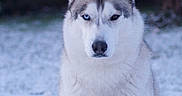 Teusky participe au concours pour gagner de l'argent avec cette photo : dog, siberian_husky, animal, pet, snow, winter, outdoor, forest, woodland, sitting, portrait, fluffy, fur, blue_eye, heterochromia, pointed_ears, muzzle, nose, nature, closeup