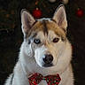 Teusky a rejoint le concours — aidez-le/la à gagner de superbes lots ! dog, siberian_husky, canine, pet, portrait, close_up, heterochromia, blue_eye, brown_eye, pointed_ears, fluffy, white_fur, brown_fur, bow_tie, christmas, holiday, ornament, christmas_tree, indoor, festive