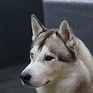 Teusky a rejoint le concours — aidez-le/la à gagner de superbes lots ! dog, siberian_husky, canine, pet, animal, portrait, close_up, head, face, muzzle, nose, ears, fur, fluffy, heterochromia, blue_eye, brown_eye, indoor, side_profile, photography