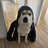 Teusky a rejoint le concours — aidez-le/la à gagner de superbes lots ! dog, pet, canine, portrait, indoors, hallway, floor, tile_floor, black_jacket, clothing, hood, sitting, fluffy, white_fur, gray_fur, black_and_white, eyes, nose, funny, home