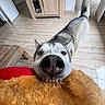 dog, husky, siberian_husky, pet, animal, canine, close_up, portrait, nose, snout, whiskers, ears, teeth, blue_eyes, fluffy, fur, tail, blanket, indoor, kitchen