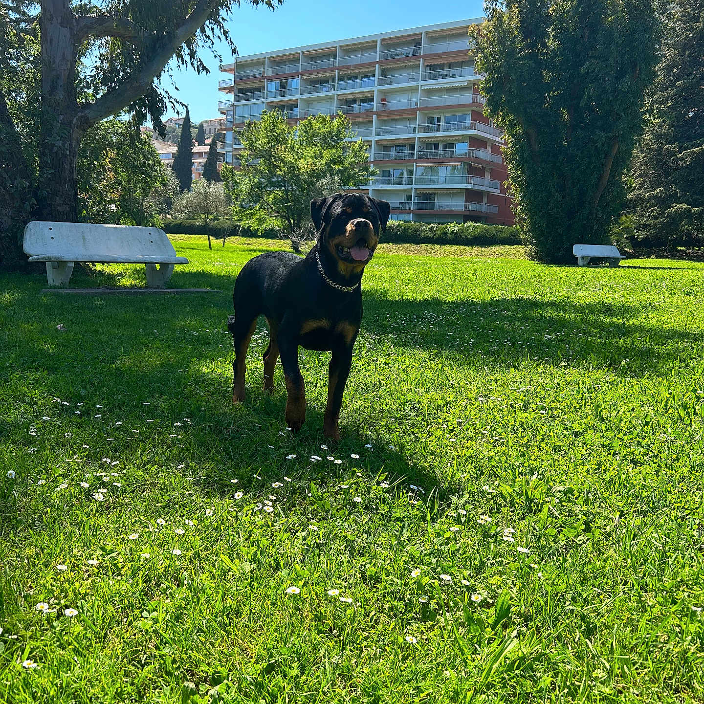 Cerbère participe au concours pour gagner de l'argent avec cette photo : animal, architecture, backyard, bench, building, field, furniture, grass, grassland, green, lawn, nature, outdoors, park, plant, shelter, summer, tree, vegetation, yard