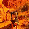 dog, puppy, outdoors, desert, canyon, rocky_landscape, trail, hiking, harness, leash, sitting, smiling, black_and_tan, fur, animal, nature, dry_grass, sand, sunlight, portrait