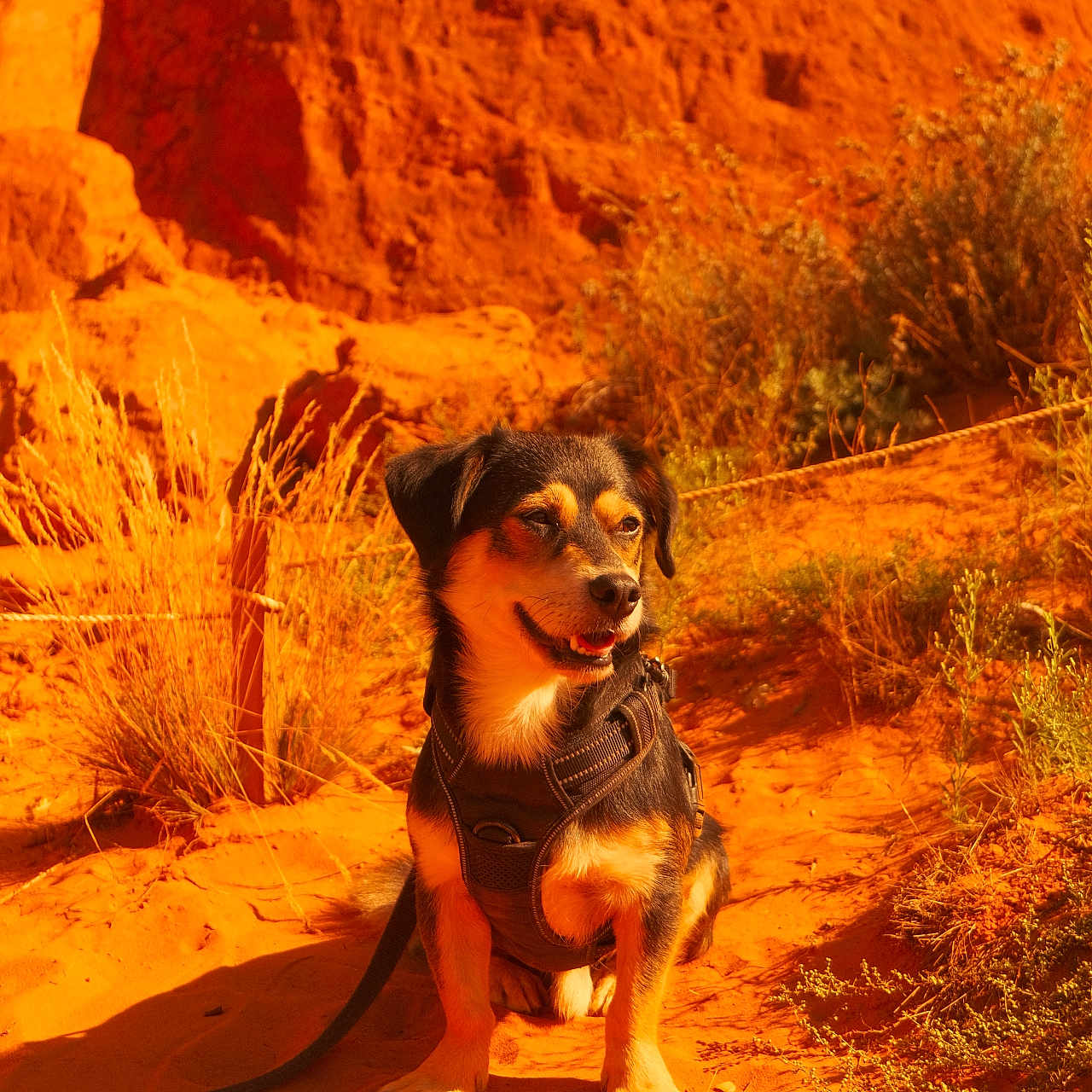 Kal a rejoint le concours — aidez-le/la à gagner de superbes lots ! dog, puppy, outdoors, desert, canyon, rocky_landscape, trail, hiking, harness, leash, sitting, smiling, black_and_tan, fur, animal, nature, dry_grass, sand, sunlight, portrait
