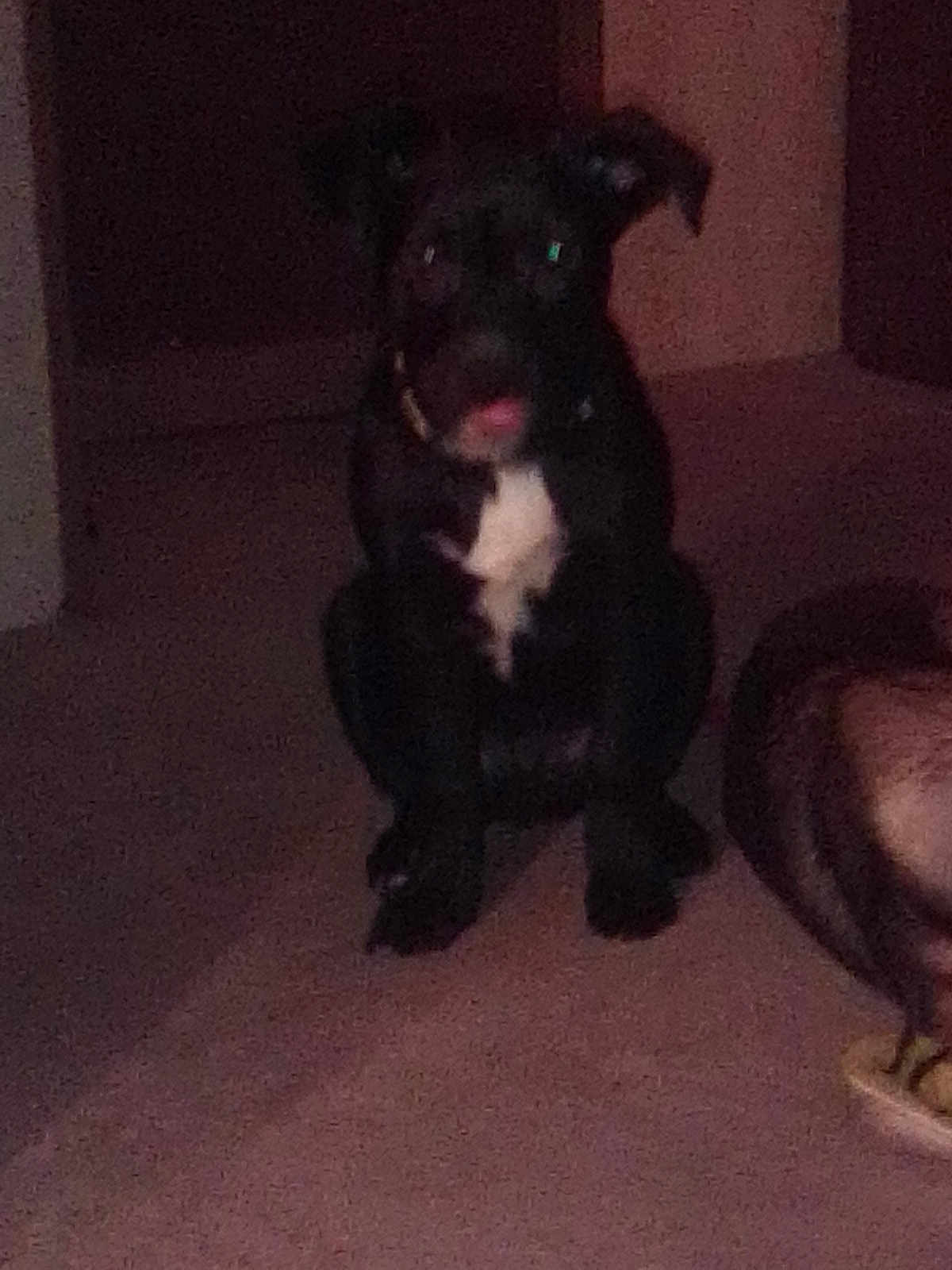 Coal joined the competition — help win amazing prizes! dog, black_dog, white_chest, sitting, tongue_out, indoor, carpet, low_light, grainy, pet, collar, reflective_eyes, doorway, home_interior, shadow, pet_bed, cozy, night, portrait, companion