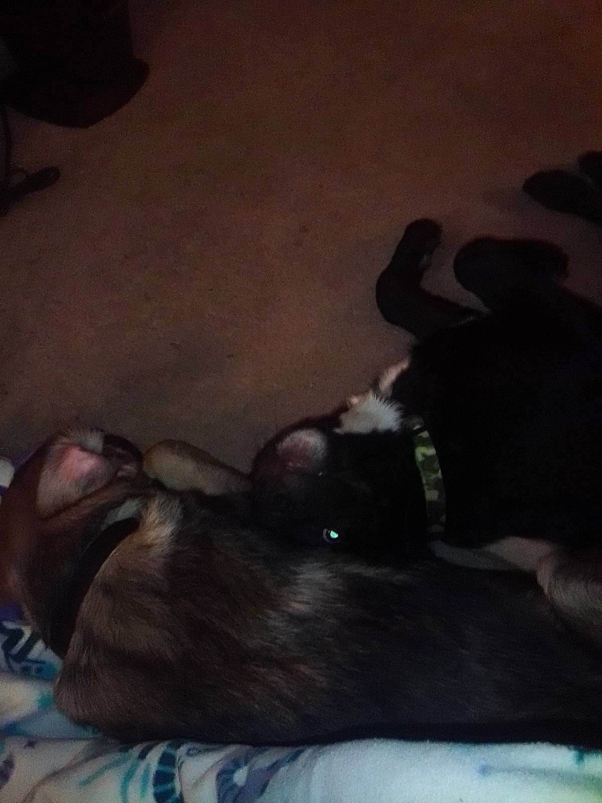 Coal joined the competition — help win amazing prizes! black_dog, blanket_pattern, brown_dog, carpet_floor, close_up, collar, cozy, cuddling, dog, dogs, fur, indoor, low_light, lying_down, paws, pet, resting, sleeping, snout, two_dogs