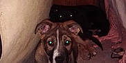 Coal is registered to the contest to win money with this photo: dog, puppy, two_dogs, indoor, carpet, sofa, blanket, wood_panel, dark, flash, eye_reflection, looking_at_camera, paws, ears, snout, closeup, pet, cute, hiding, shadow
