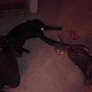 Coal is registered to the contest to win money with this photo: dog, two_dogs, black_dog, pet, playing, tug_of_war, plastic_bottle, toy, carpet, indoor, living_room, low_light, night_time, leash, paw, furniture, rug, grainy, floor, resting