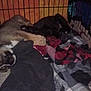 Coal is registered to the contest to win money with this photo: dog, puppy, sleeping, crate, blanket, bedding, pet, indoor, fur, snout, nose, paw, curled_up, resting, dim_lighting, grainy, cozy, metal_bars, plaid_pattern, closeup