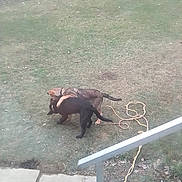 Bo Bo joined the competition — help win amazing prizes! backyard, black_dog, brown_dog, canine, concrete, extension_cord, grass, handrail, leaves, outdoor, overhead_view, pet, playing, railing, sidewalk, tree, two_dogs, wrestling, yard, yellow_rope