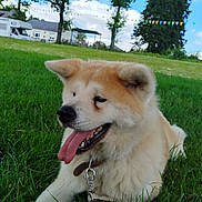 Nagoya a rejoint le concours — aidez-le/la à gagner de superbes lots ! animal, canine, cloud, collar, daylight, dog, fur, grass, happy, leash, mammal, nature, outdoor, park, pet, resting, sky, summer, tongue, tree