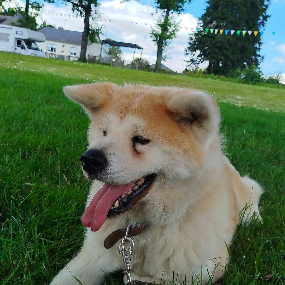 Nagoya a rejoint le concours — aidez-le/la à gagner de superbes lots ! animal, canine, cloud, collar, daylight, dog, fur, grass, happy, leash, mammal, nature, outdoor, park, pet, resting, sky, summer, tongue, tree