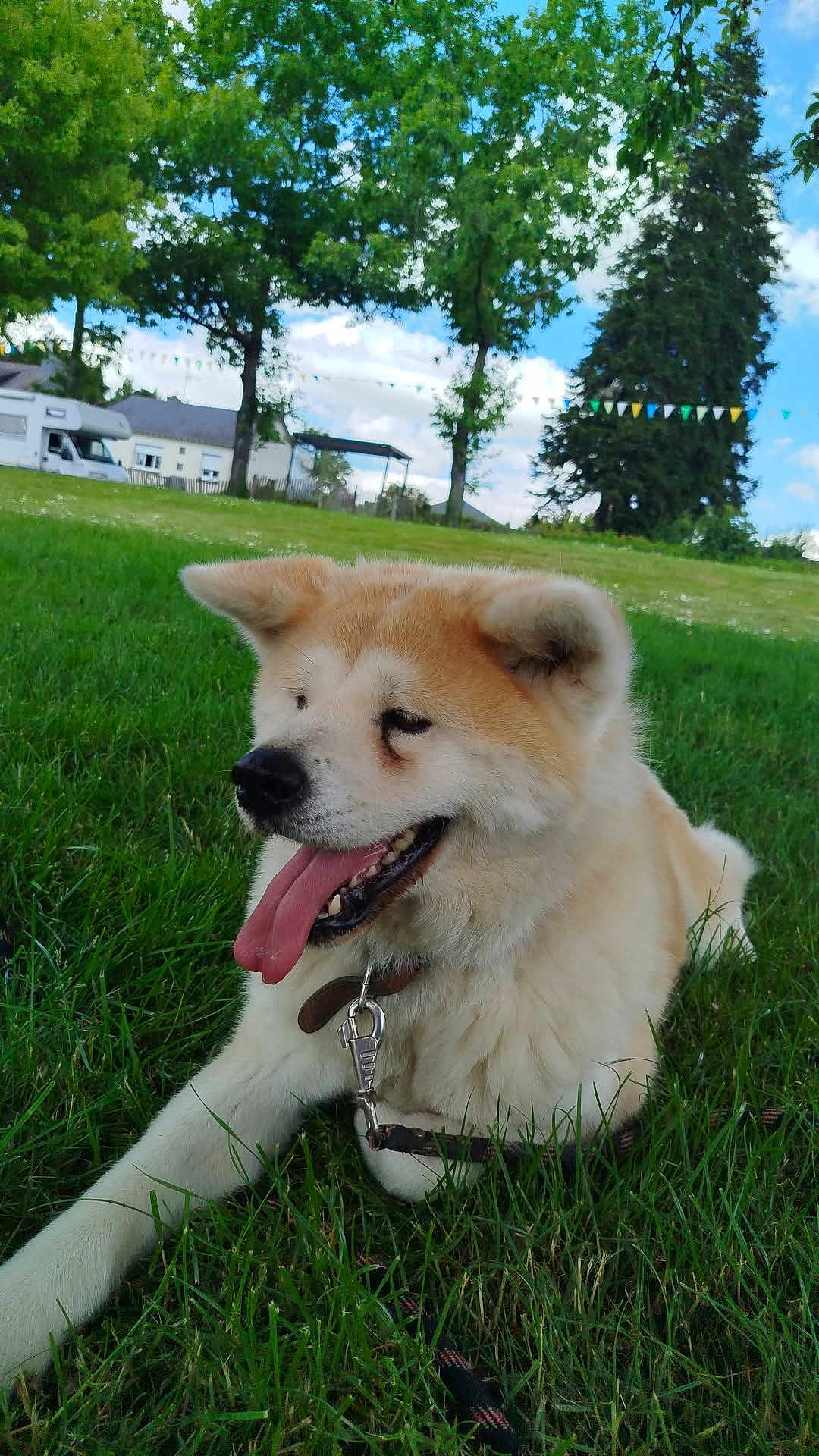 Nagoya a rejoint le concours — aidez-le/la à gagner de superbes lots ! animal, canine, cloud, collar, daylight, dog, fur, grass, happy, leash, mammal, nature, outdoor, park, pet, resting, sky, summer, tongue, tree