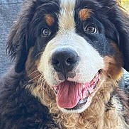 Boston participe au concours pour gagner de l'argent avec cette photo : dog, bernese_mountain_dog, puppy, close_up, tongue_out, fluffy, happy, pet, animal, cute, fur, face, portrait, indoors, canine, friendly, smiling, young_dog, domestic_animal, mammal