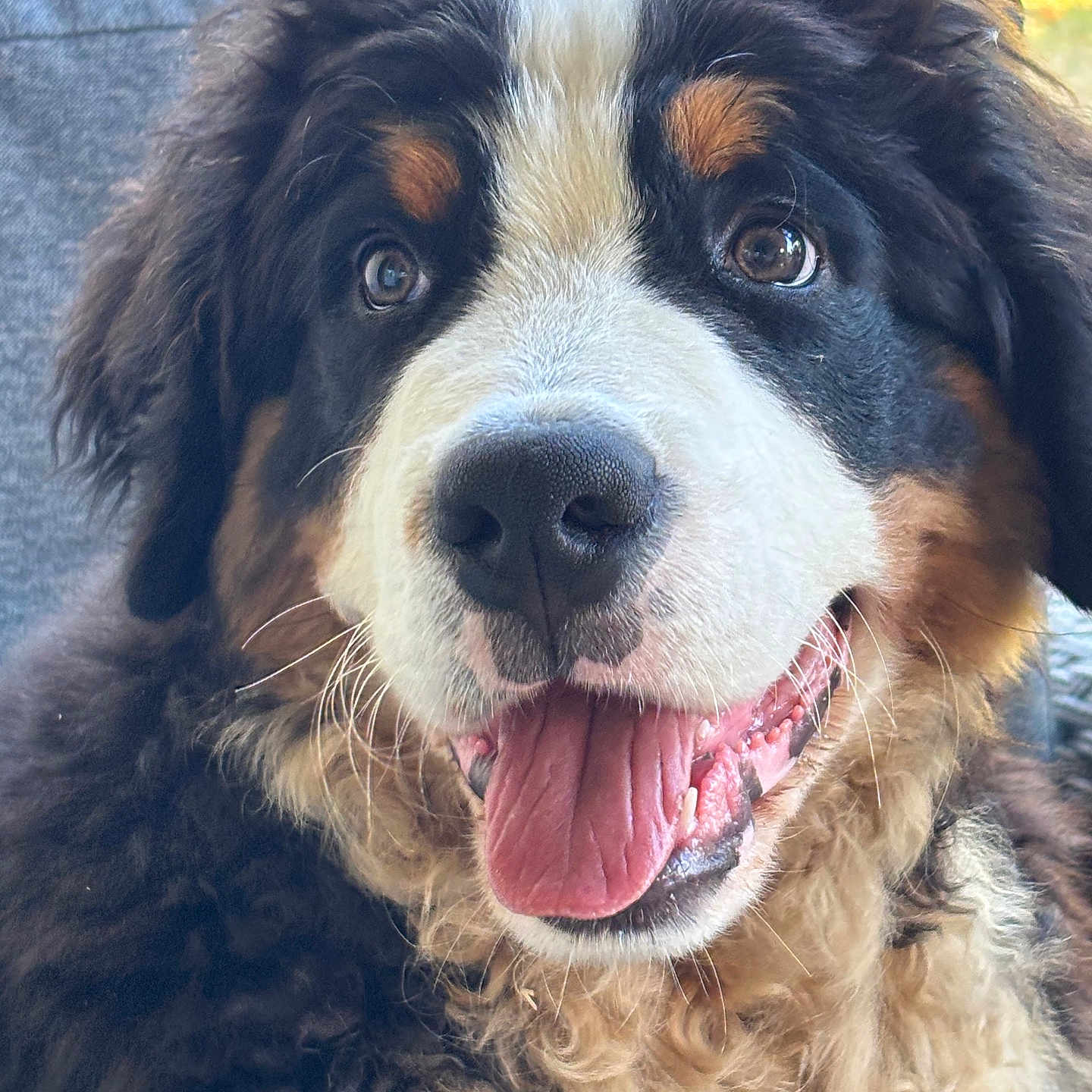 Boston participe au concours pour gagner de l'argent avec cette photo : dog, bernese_mountain_dog, puppy, close_up, tongue_out, fluffy, happy, pet, animal, cute, fur, face, portrait, indoors, canine, friendly, smiling, young_dog, domestic_animal, mammal