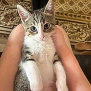 Bubba joined the competition — help win amazing prizes! kitten, cat, pet, animal, tabby, white_paws, indoor, legs, human, curious, cute, fur, whiskers, ears, floor, rug, patterned_rug, relaxed, looking_at_camera, domestic_cat