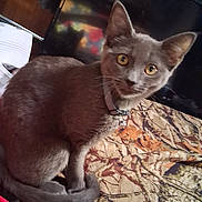 Kitty is registered to the contest to win money with this photo: cat, gray_cat, yellow_eyes, collar, indoor, bedspread, patterned_bedspread, curious, pet, feline, tail, sitting, close_up, domestic_cat, animal, fur, whiskers, ears, face, looking