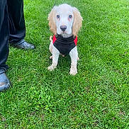 Milo is registered to the contest to win money with this photo: animal, black_pants, companion, cute, dog, floppy_ears, grass, green_grass, leash, nature, obedient, outdoor, person, pet, puppy, red_and_black_vest, shoes, sitting, walking, young_dog