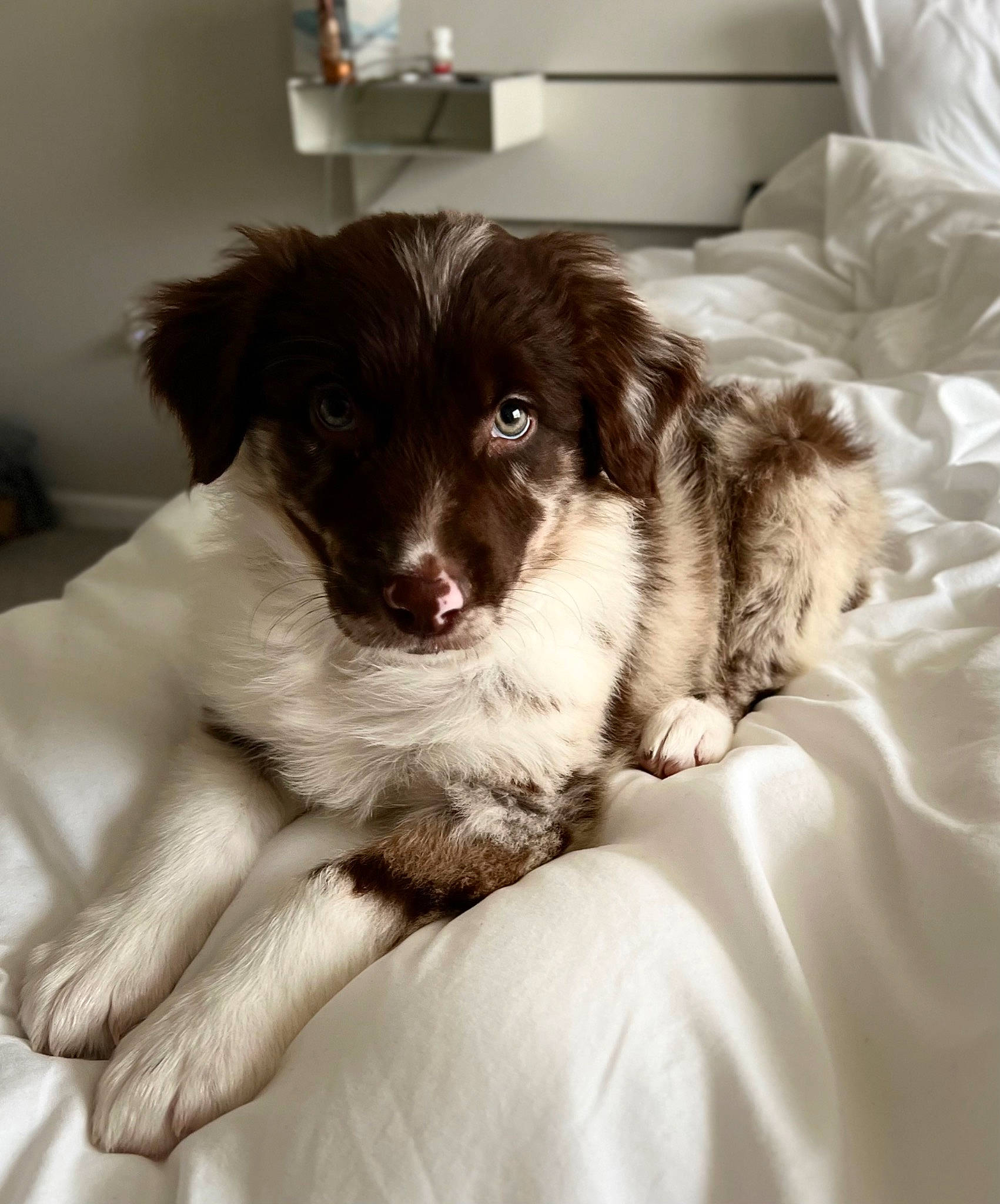 Arlo joined the competition — help win amazing prizes! australian_shepherd, border_collie, canidae, carnivore, comfort, companion_dog, dog, dog_breed, fur, paw, puppy_love, snout, sporting_group, toy_dog, whiskers, working_animal, working_dog