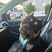 Tonka is registered to the contest to win money with this photo: dog, car_interior, leash, collar, window, seat, pet, animal, vehicle, side_mirror, swan_sticker, black_and_tan, puppy, cute, indoor, looking_up, seatbelt, dashboard, daylight, urban