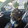 dog, car_interior, leash, collar, window, seat, pet, animal, vehicle, side_mirror, swan_sticker, black_and_tan, puppy, cute, indoor, looking_up, seatbelt, dashboard, daylight, urban