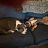 Tonka is registered to the contest to win money with this photo: dog, sleeping, couch, blanket, resting, pet, indoor, relaxed, canine, fur, two_dogs, domestic_animal, companion, brown, black, white, paws, tongue, comfort, home