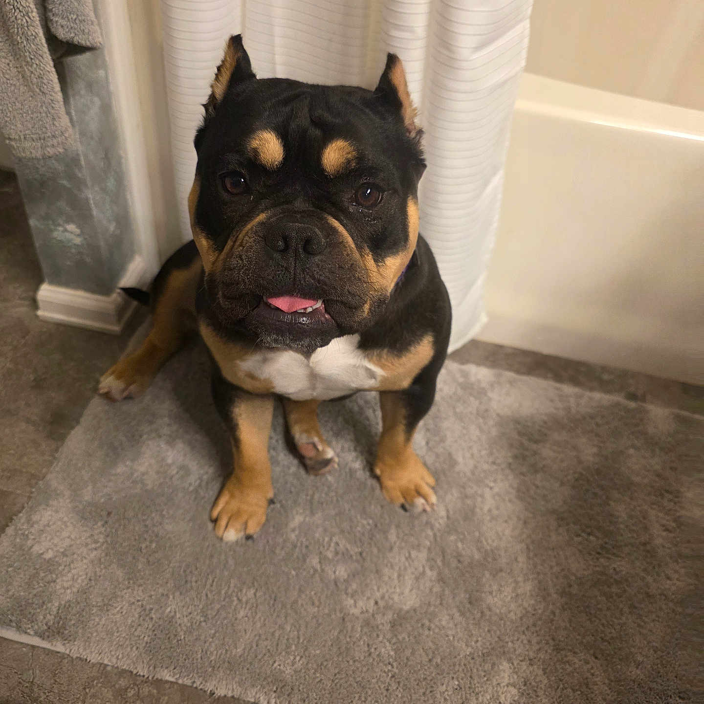 Tonka joined the competition — help win amazing prizes! dog, pet, indoor, bathroom, rug, towel, shower_curtain, floor, tile, brown, black, white, sitting, looking_up, ears, canine, animal, cute, domestic, companion