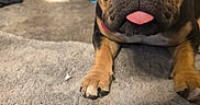 Tonka joined the competition — help win amazing prizes! dog, tongue, close_up, black_and_tan, paw, carpet, indoor, floor, bathroom, toilet, pet, animal, cute, lying_down, fur, snout, ear, domestic_animal, resting, portrait