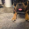 dog, tongue, close_up, black_and_tan, paw, carpet, indoor, floor, bathroom, toilet, pet, animal, cute, lying_down, fur, snout, ear, domestic_animal, resting, portrait