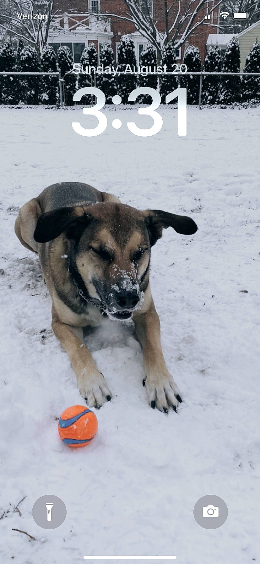 Clark joined the competition — help win amazing prizes! ball, canidae, carnivore, collar, companion_dog, dog, dog_breed, dog_collar, dog_supply, fawn, freezing, fur, paw, pet_supply, snout, snow, sporting_group, street_dog, winter, working_animal
