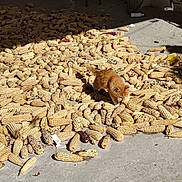 Peluche is registered to the contest to win money with this photo: cat, kitten, corn, corn_cobs, dried_corn, floor, concrete, bicycle, bench, shadow, sunlight, indoor, animal, orange_cat, pet, curious, exploring, pile, rustic, domestic