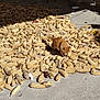cat, kitten, corn, corn_cobs, dried_corn, floor, concrete, bicycle, bench, shadow, sunlight, indoor, animal, orange_cat, pet, curious, exploring, pile, rustic, domestic